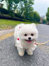 三條尾巴純種博美英系美系白色基因檢測犬球形幼犬活體寵物狗狗茶杯犬小體 寵物級 博美犬【視頻選寵】 曬單實(shí)拍圖