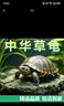 【全網(wǎng)比價(jià)】中華草龜包活精品草龜長(zhǎng)壽龜觀賞龜墨龜寵物小烏龜 草龜二只【情侶】 6-8cm 曬單實(shí)拍圖