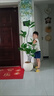 時(shí)鳥(niǎo)橡皮樹(shù)仿真綠植高端輕奢客廳落地裝飾擺件室內大型仿生假植物盆栽 爆款升級】1.01米2桿綠皮樹(shù)+原盆（自帶） 曬單實(shí)拍圖