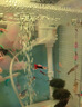 森森 森森魚缸原裝水泵HQJ JP 230G5007009001200G水泵三合一抽過濾泵 HQJ-500G 2.5W 白色 整機 曬單實拍圖