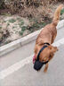 哲卜狗狗嘴套防狗咬神器防亂吃口罩泰迪柯基馬犬大中小型犬安全嘴套 狗狗嘴套M碼（建議25-45斤） 曬單實(shí)拍圖