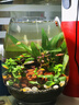 boxtech魚缸燈led燈迷你夾燈水族魚缸造景專用小型水草孔雀金魚照明燈 3W小型魚缸專用燈-L01 曬單實拍圖