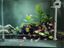 智伴熊 ZIBARBEAR天使魚(yú)小金魚(yú)活魚(yú)七彩魚(yú)燈科魚(yú)孔雀魚(yú)斑馬老虎魚(yú)小型熱帶觀(guān)賞魚(yú)活 特大號4-5cm隨機天使魚(yú)55條 曬單實(shí)拍圖