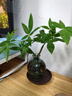 八芽發(fā)財(cái)樹小盆栽花卉水培植物客廳桌面綠植室內(nèi)四季招財(cái)樹辦公室好養(yǎng) 雙桿發(fā)財(cái)樹-小藍(lán)瓶-含紫砂托 含盆 曬單實(shí)拍圖