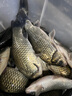 劉志強三體魚(yú)餌打窩散炮釣餌鯉魚(yú)野釣鯽魚(yú)青魚(yú)專(zhuān)用黑坑打窩料魚(yú)食魚(yú)餌料 【三體2包】打窩·散炮·釣餌 曬單實(shí)拍圖