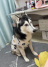 句可 狗狗衣服大型犬薩摩耶夏季狗衣服哈士奇中大狗防曬衣金毛涼涼衣 白色小熊背心 彈力大 4XL(胸圍80CM 約55斤內(nèi)寵物） 曬單實(shí)拍圖