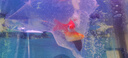 蝴蝶鯉冷水觀賞魚(yú)招財(cái)短身球體金魚(yú)魚(yú)苗好養(yǎng)錦鯉大鰭大尾 順豐10-12cm黑黃白紅 各1條貴妃 曬單實(shí)拍圖