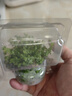 瘋狂水草（FKSC）魚缸水草真水草凈化底部水草坨草水榕皇冠草趴地矮珍珠直接入缸 趴地矮珍珠坨草 曬單實拍圖