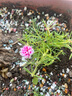 重瓣太陽花苗宿根混色植物綠植花卉盆栽四季開花帶根帶花苞發(fā)貨 重瓣混色8-12色 20枝 帶根帶土 曬單實拍圖