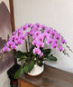 Only you【兩小時(shí)達(dá)】蝴蝶蘭帶花苞花劍花盆真花蘭花盆栽開業(yè)喬遷佛堂供花 8株紫色（瓷盆隨機(jī)） 曬單實(shí)拍圖