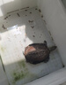 德瑞水族 龜糧烏龜飼料 巴西龜草龜飼料 鱷龜糧食 豬鼻龜飼料龜龜食物大粒 曬單實拍圖