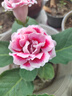 秋穎山東重瓣芙蓉花帶花苞大巖桐盆栽四季開(kāi)花苗好養陽(yáng)臺室內花卉植物 美組合：4種顏色各1盆 曬單實(shí)拍圖