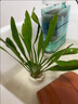 水草植物魚缸水草造景活凈水真草水榕草缸綠植陰性蜈蚣草魚草新手 大葉九送迷你九火山石【嘗鮮價】 曬單實拍圖