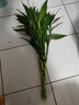 富貴竹水培植物轉(zhuǎn)運竹花卉綠植室內(nèi)盆栽客廳招財帶根大竹子水養(yǎng) 富貴竹70厘米10顆【不含瓶】 曬單實拍圖