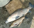 泡泡球餌料魚(yú)餌第一名主攻鯉魚(yú)鯽魚(yú)黃辣丁翹嘴魚(yú)羅非野釣黑坑專(zhuān)用 黑+金【買(mǎi)二贈一】三斤 曬單實(shí)拍圖
