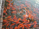 魚(yú)躍（Yuwell）醫用高精準電子血壓計血壓儀測血壓測量?jì)x器家用老人銷(xiāo)量第一670A 曬單實(shí)拍圖