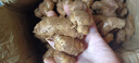 粵品沙姜新鮮正宗廣東茂名高州化州特產(chǎn)沙姜白切雞配料 三奈香料調味 沙姜5斤 曬單實(shí)拍圖