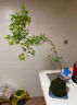 金邊瑞香盆栽濃香型老樁大苗帶花苞耐寒陽(yáng)臺(tái)花卉植物室內(nèi)花年宵花 瑞香四年苗樹形好【明年開(kāi)花】原盆 曬單實(shí)拍圖