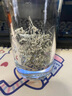 張家界張美麗莓茶湖南永順500克莓茶特級養生2025新茶正宗高山龍須湘西 高品質(zhì)芽尖莓茶【罐裝260g+手提袋】 湖南特產(chǎn)芽尖養生藤茶京官方店?yáng)|自旗艦營(yíng) 曬單實(shí)拍圖
