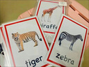 BURJUMAN英語(yǔ)閃卡大動(dòng)物卡類(lèi)主題單詞塑封卡片幼兒園小學(xué)兒童早教認知 動(dòng)物卡L236張小卡8*11cm 曬單實(shí)拍圖
