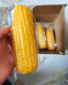 佳農(nóng) 東北水果玉米棒6袋*220g 真空包裝 開袋即食 可烘培 源頭直發(fā) 曬單實拍圖