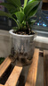 花翁金鉆盆栽室內(nèi)植物耐陰花卉綠植源頭直發(fā) 3棵高20cm+早安盆 2盆 曬單實(shí)拍圖