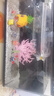 阿拖（ATUO）海綿寶寶珊瑚造景躲避屋卡通公仔菠蘿屋魚缸小擺件水族箱裝飾全套 曬單實拍圖