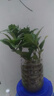 小盆梔子花盆栽四季開花部分帶花苞室內(nèi)綠蘿水培花卉綠植物 低配款：15-20cm【2株】當(dāng)年少量開花 濃香型梔子花【帶花苞】10天開花 曬單實(shí)拍圖