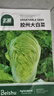 北蔬 白菜種子種苗北方山東早熟秋季蔬菜種籽 膠州大白菜種子約2000粒 曬單實拍圖