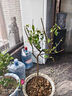 八棱海棠果樹(shù)苗海棠植物 庭院種植  大秋果水果苗 9年苗 不含盆 3年苗 曬單實(shí)拍圖