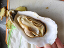 貝司令 鮮活乳山生蠔6XL 凈重4.5斤 6-8只 生鮮海鮮貝類 源頭直發(fā) 曬單實拍圖
