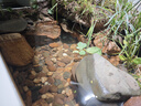 拉伯塔（LABOT）全光譜植物補光燈e27螺口射燈生鮮燈爆藻補光燈泡大功率防徒長燈 30W【魚缸爆藻】全光譜5000K 36°光束角 曬單實拍圖
