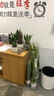 植季仙人掌盆栽萬重山室內(nèi)仙人球多肉植物辦公室工位桌面懶人好養(yǎng)綠植 【種好發(fā)貨】白色蛋形陶瓷盆+萬重山+圓竹墊 含盆 曬單實(shí)拍圖