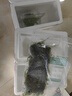 瘋狂水草（FKSC）魚缸水草真水草凈化底部水草坨草水榕皇冠草趴地矮珍珠直接入缸 趴地矮珍珠坨草 曬單實拍圖