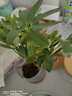 錦楓4盆裝水培植物室內(nèi)好養(yǎng)新房辦公室吸除甲醛四季綠植帶瓶發(fā)貨 【超值4盆裝】如圖植物4顆+4個(gè)樹脂可視塑料花瓶 曬單實(shí)拍圖
