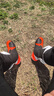 Alpinestars Supertech R a星摩托車騎行靴賽道靴機車靴透氣比賽防摔騎行鞋靴 黑白紅熒光透氣款124 45 曬單實拍圖