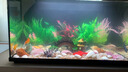 萌嘟星寵魚(yú)缸造景裝飾擺件石拱橋仿真假山樹(shù)脂躲避洞 大號(hào) 曬單實(shí)拍圖
