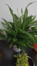 【熱銷款】白掌一帆風(fēng)順盆栽水培植物室內(nèi)花綠植紅掌發(fā)財(cái)樹吸甲醛 【店主推薦】特級白掌6-8株帶花+早安盆+營養(yǎng)液 曬單實(shí)拍圖