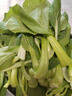 北菜園油菜有機(jī)油菜250g（上海青）新鮮蔬菜【進(jìn)店多樣加購(gòu)】火鍋食材 250g/份 曬單實(shí)拍圖