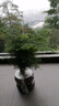 八芽文竹盆栽植物室內(nèi)客廳中式禪意盆景好養(yǎng)綠植辦公室擺件創(chuàng)意花卉 禪意盆文竹-含密胺托盤 帶盆栽好 曬單實拍圖