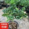 茶花盆栽香妃山茶花樹苗四季開花卉帶花苞五色赤丹室內(nèi)陽臺綠植物 香妃茶花（約40-50cm高）原土發(fā)貨 曬單實拍圖