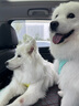 拉夫威爾弗格蘭狗狗胸背帶牽引繩小型犬ruffwear柴犬寵物狗背心胸背帶 鼠尾草綠/霧森綠 L/XL 曬單實拍圖