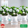 歐芽梔子花盆栽花卉植物室內濃香辦公室水培綠植 【多分支大苗】梔子花+菠蘿吸水盆  含盆 曬單實(shí)拍圖