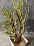 花俊牡丹花樹(shù)苗四季開(kāi)花洛陽(yáng)正宗牡丹花苗大苗獨桿樹(shù)狀牡丹花樹(shù)庭院 趙粉 4年苗叢生5分支 曬單實(shí)拍圖