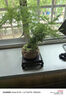 泰西絲文竹盆景植物綠植盆栽 文竹+蓮花陶瓷盆+苔蘚+塑料方托 源頭直發(fā) 曬單實拍圖
