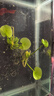 云峰海瑞水草活體懶人草魚(yú)缸造景活體水草套餐魚(yú)缸水草有莖類(lèi)中后景真水草 【好養易活】香蕉草3顆 曬單實(shí)拍圖