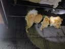 COCS狗胸背帶中大型犬背心式牽引繩防沖爆拉布拉多金毛柴犬邊牧遛狗繩 卡其狗胸背帶1個(gè)-1.5米狗繩1根 M-(胸圍46-63cm  建議15-28斤） 曬單實(shí)拍圖