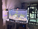 AMTRA TECHNIK德國安彩壁掛過濾器ex650魚缸過濾器烏龜?shù)退粌羲o音 EX650 新版除油膜器【內(nèi)含濾材】 曬單實拍圖