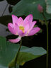 松下S5M2（20-60mm F3.5-5.6）（Panasonic）S5二代 全畫幅微單相機(jī) 約2420萬有效像素 新相位混合對(duì)焦 曬單實(shí)拍圖