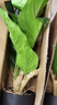 生喜朗仿真綠植萬年青小盆栽假植物發(fā)財樹假花擺設客廳桌面落地裝飾擺件 曬單實拍圖